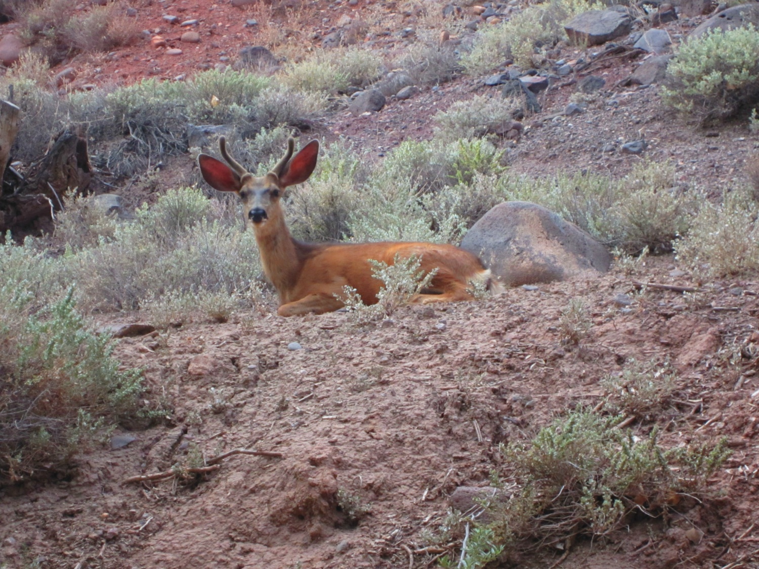 USA_Capitol Reef_A_019